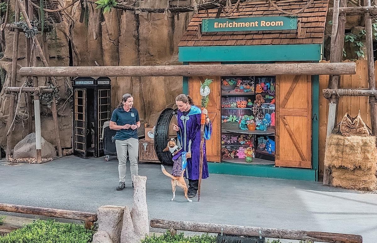 Are Dogs Allowed In The Zoo